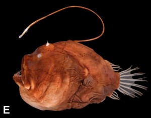 anglerfish-bioluminescent-esca